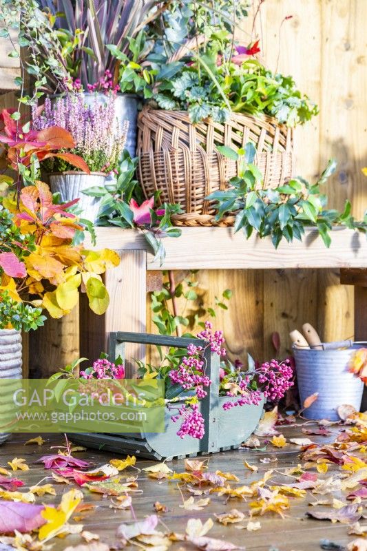 Wooden trug containing Portuguese Laurel sprigs and berries with autumn leaves scattered across the deck