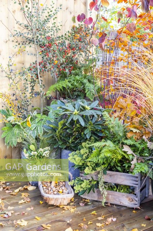 Various containers planted with Dryopteris erythrosora - Fern, Skimmia japonica 'Finchy', Rhododendron 'Madame Masson', Skimmia 'Oberies White', Fatsia japonica 'Spiderweb', Miscanthus 'Morning Light' on wooden deck with scattered Autumn leaves