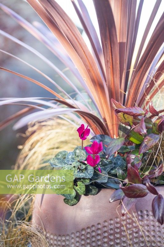 Container planted with Cordyline 'Red Star', Carex 'Bronco', Cyclamen and Leucothoe 'Zeblid'