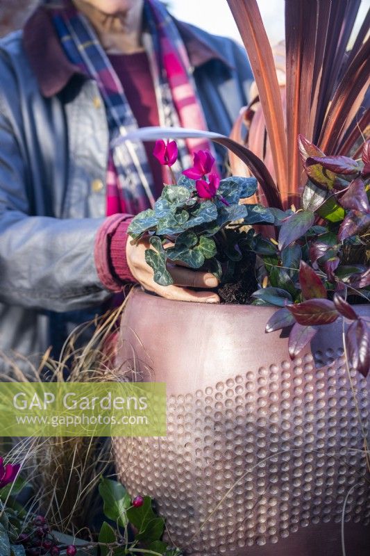 Woman planting Cyclamen in container with Cordyline 'Red Star', Carex 'Bronco' amd Leucothoe 'Zeblid'