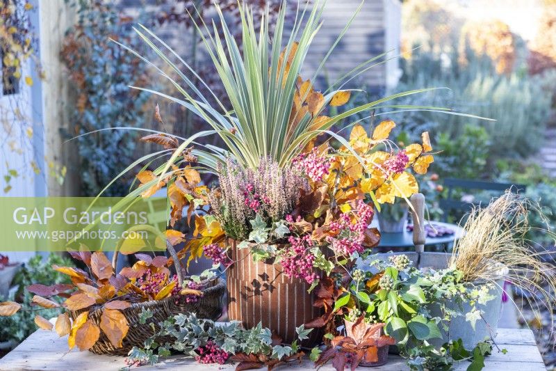 Container planted with Phormium 'Tenax', Calluna, Beech branches and pink berries on wooden surface with wicker basket, a metal container and a small pot of Ivy