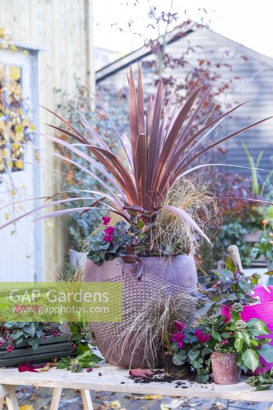 Container planted with Cordyline 'Red Star', Carex 'Bronco', Cyclamen and Leucothoe 'Zeblid' on wooden surface with a trug of compost, a basket containing berries and cyclamen and a small pot of Ivy