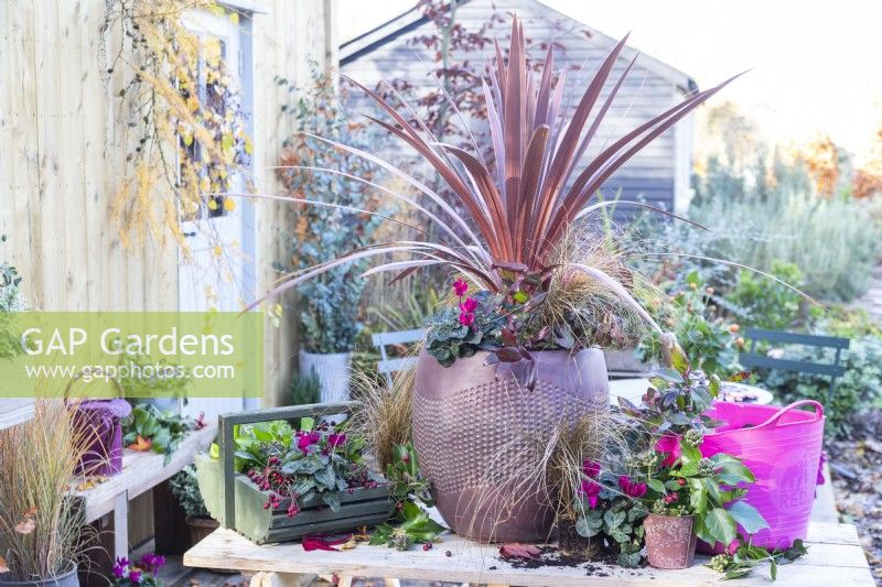 Container planted with Cordyline 'Red Star', Carex 'Bronco', Cyclamen and Leucothoe 'Zeblid' on wooden surface with a trug of compost, a basket containing berries and cyclamen and a small pot of Ivy