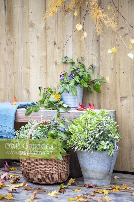Wooden bench with blue blanket, Honeysuckle sprigs and a bucket planted with Viola with a bucket containing Hebe and a basket with Pittosporum and Honeysuckle sprigs on the ground beneath it