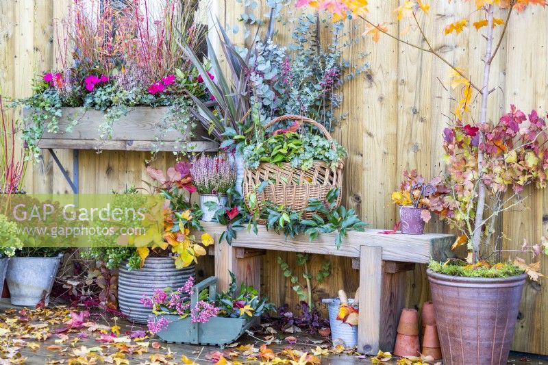 Wooden bench with Calluna and Phormium planted in metal containers, and a wicker basket containing Heuchera, Portuguese Laurel and Eucalyptus sprigs with a basket of berries and Autumn leaves scattered across the deck