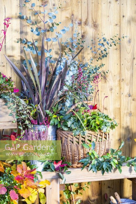 Wicker basket containing Heuchera, Portuguese Laurel and Eucalyptus sprigs with Calluna and Phormium in metal containers beside it on wooden bench