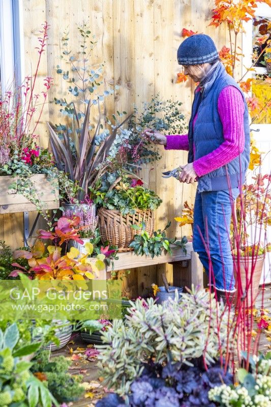 Woman adding Eucalyptus sprigs to a display with a basket containing Heuchera and Portuguese laurel sprigs and metal containers planted with Calluna and Phormium on wooden bench