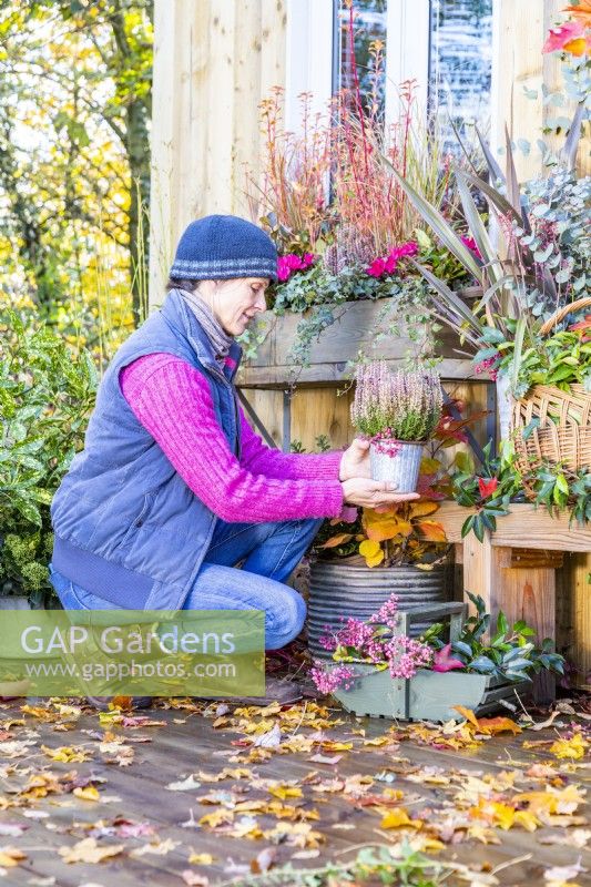 Woman placing small pot of Callunas on bench with Phormium and a wicker basket containing Heuchera, Portuguese laurel and Eucalyptus branches