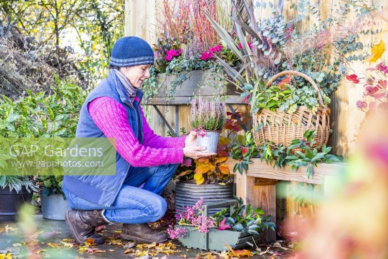 Woman placing small pot of Callunas on bench with Phormium and a wicker basket containing Heuchera, Portuguese laurel and Eucalyptus branches