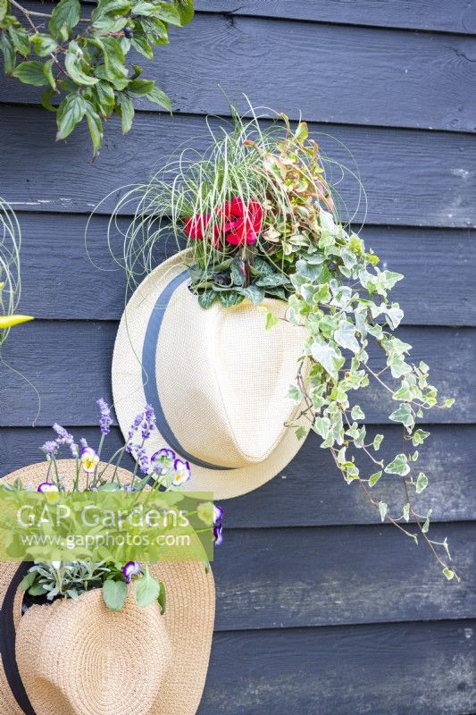 Hat planters containing Ivy, Cyclamen, Coprosma and Carex hanging on wooden wall