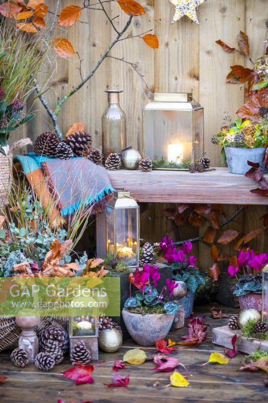 Lanterns, pinecones, baubles, potted Cyclamen and wicker basket containing Beech sprigs, Eucalyptus, Chamaecyparis and Stipa with wooden bench behind with Lantern, pinecones, glass bottle, small metal pot of lights and Ivy and a blanket with leaves scattered across the ground