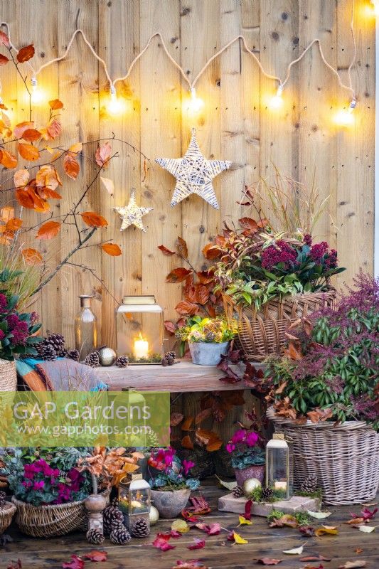 Various wicker containers planted with Stipa, Skimmia, Leucothoe, Pieris, Cyclamen and Chamaecyparis with lanterns, pinecones, baubles and leaves scattered throughout with hanging lights and stars on the wall above
