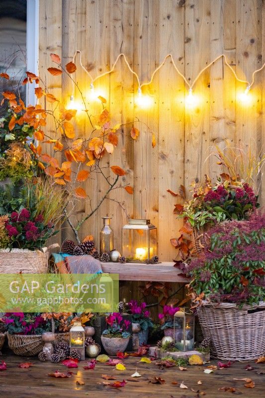 Various wicker containers planted with Fern, Thuja, Stipa, Skimmia, Leucothoe, Pieris, Cyclamen and Chamaecyparis with lanterns, pinecones, baubles and leaves scattered throughout with hanging lights and stars on the wall above