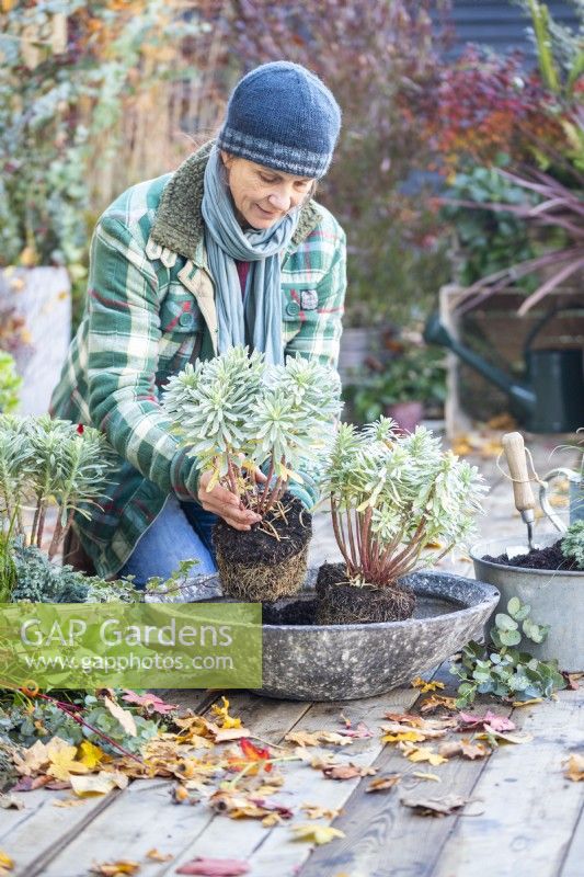 Woman planting Euphorbia characias 'Silver Edge' in shallow container
