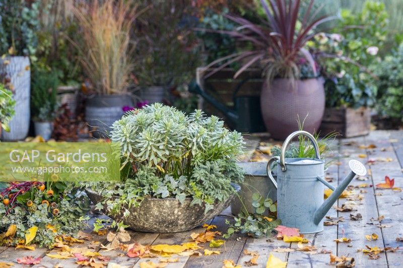 Shallow container planted with Euphorbia characias 'Silver Edge', Ivy, Carex and Chamaecyparis 'Sky Blue' with Ivy, Eucalyptus sprigs and Cornus twigs, a watering can and leaves scattered across the deck