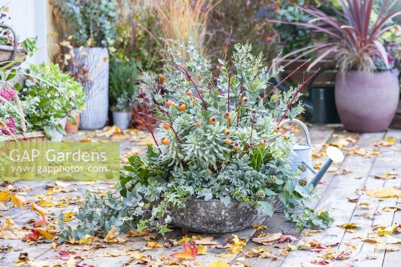 Shallow container planted with Euphorbia characias 'Silver Edge', Ivy, Carex and Chamaecyparis 'Sky Blue' with Cornus - Dogwood sticks and Eucalyptus Sprigs placed in and leaves scattered across the deck