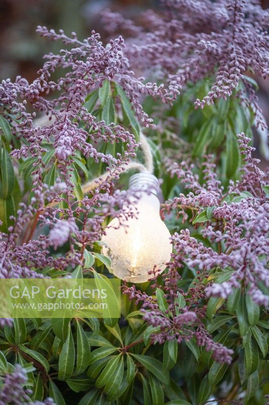Light bulb covered in frost resting on Pieris