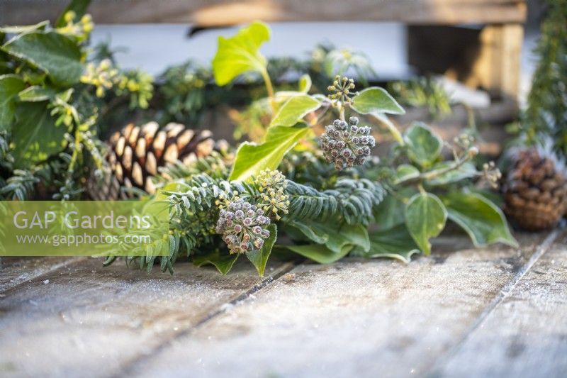 Ivy Hedera and yew sprigs on wooden surface covered in frost