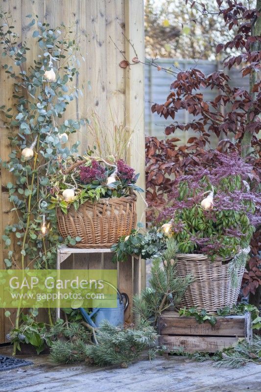 Wicker baskets planted with Skimmia, Leucothoe, Stipa and Pieris with Eucalyptus and Pine branches arranged and a string of lights placed across the top of the plants