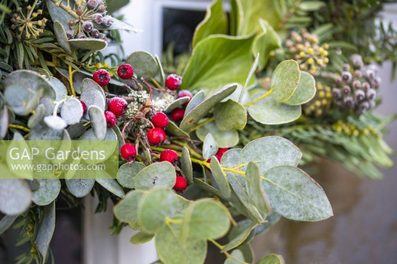 Eucalyptus sprigs and Hawthorn berries as part of a wreath