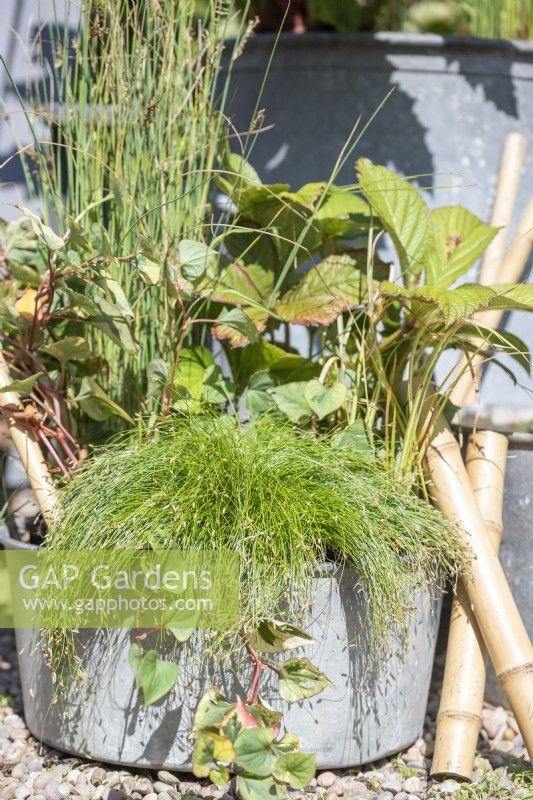 Galvanised metal basin planted with Isolepis cernua - Fiber optic grass, Juncus inflexus 'Hard Rush', Houttuynia 'Flame' amd Rodgersia pinnata 'Maurice Mason'