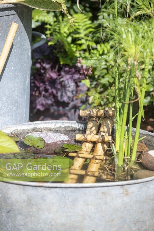 Small bamboo ladder in water filled metal basin with Nymphaea 'Sulphurea' and Cyoerus percamenthus - Dwarf Egyptian paper grass