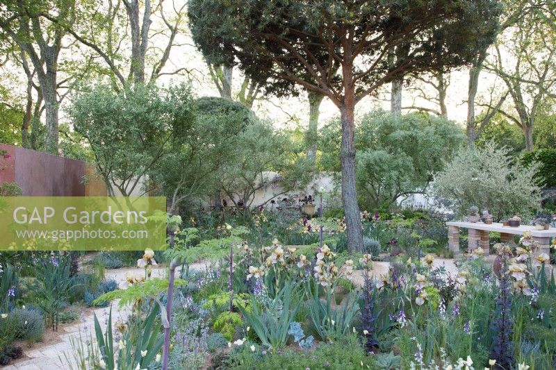 The Nurture Landscapes Garden planted with plants bred by Cedric Morris and a clipped Pinus sylvestris - Designer: Sarah Price - Sponsor: Nurture Landscapes