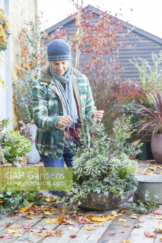 Woman placing Cornus - Dogwood sticks in shallow container with Eucalyptus sprigs, Euphorbia, Carex, Ivy and Chamaecyparis
