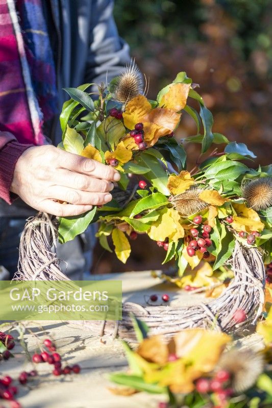 Woman attaching bundles of Beech sprigs, Portuguese laurel sprigs, Teasel heads and Hawthorn twigs to wreath