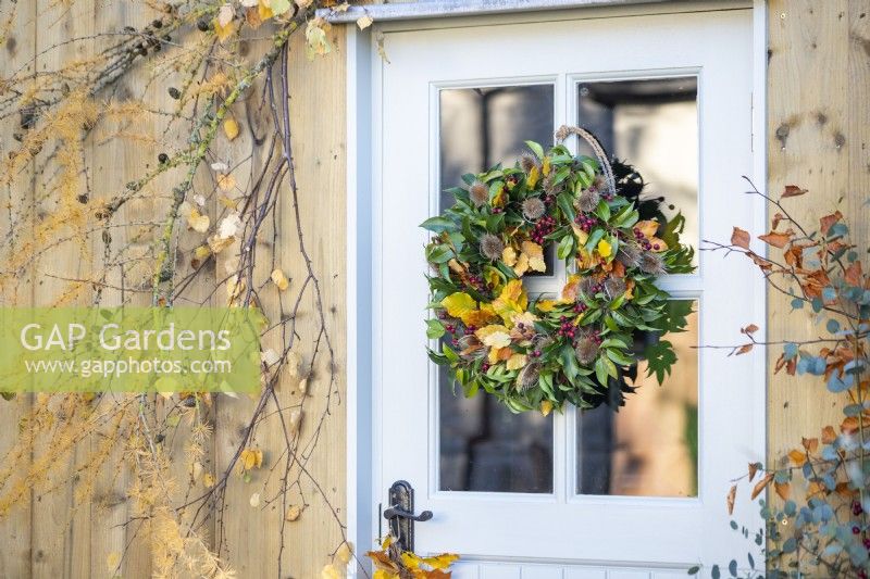 Wreath made up of Beech sprigs, Portuguese laurel sprigs, Teasel heads and Hawthorn twigs hanging on door