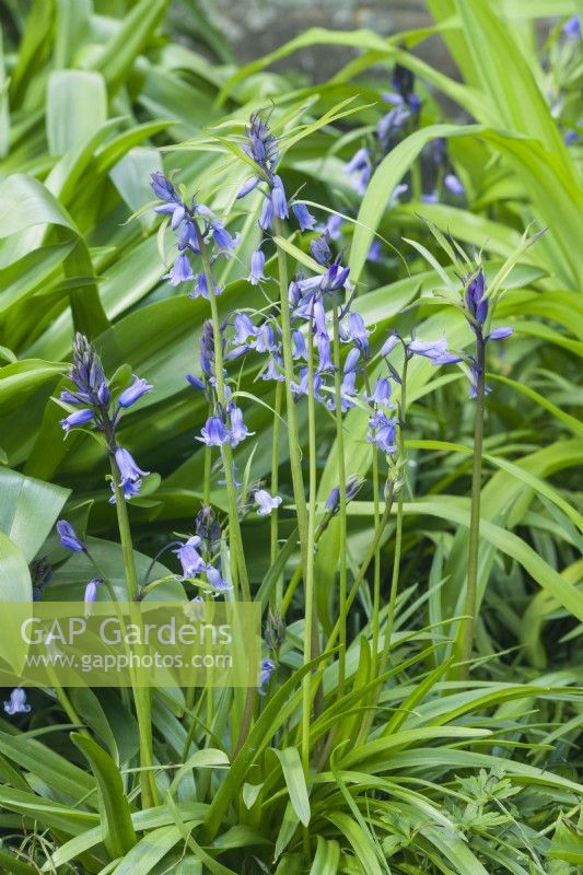 Hyacinthoides non-scripta 'Bracteata'. Rare form of native bluebell with the addition of long whiskery green bracts along each flower node. April.