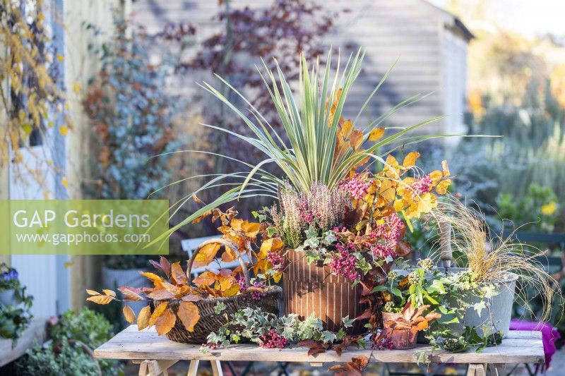 Container planted with Phormium 'Tenax', Calluna, Beech branches and pink berries on wooden surface with wicker basket, a metal container and a small pot of Ivy
