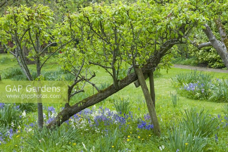 Old leaning pear tree propped up with a wooden support in a garden orchard. Naturalised bulbs in rough grass. April.