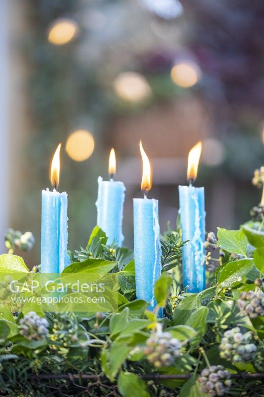 Blue candles in metal basket with Yew sprigs and Ivy