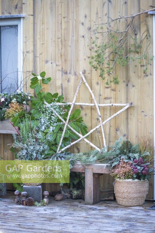 Birch star with Pine, Eucalyptus and Larel branches on wooden bench with two wicker pots containing Juniperus chinensis, Eucalyptus and Cornus sprigs, Skimmia, Fern, Thuja and Stipa aruninacea