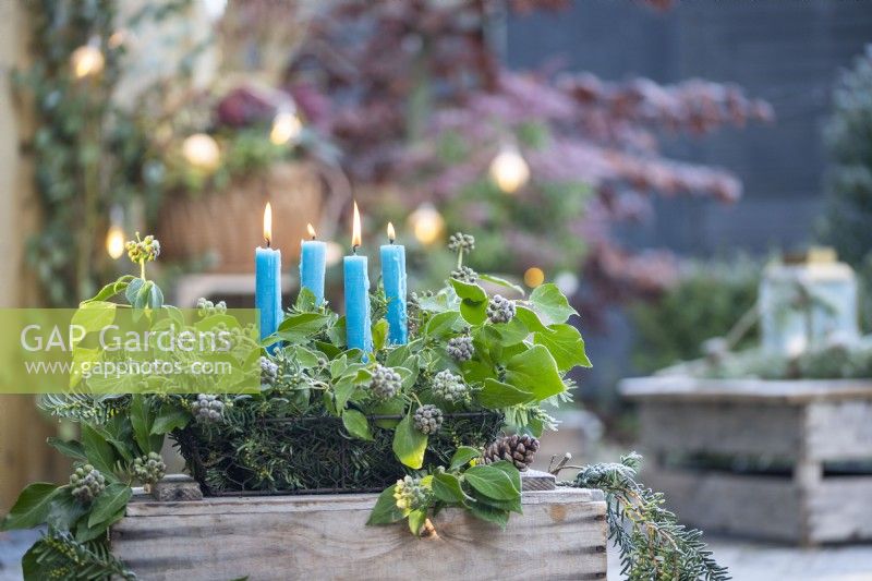 Blue candles in metal basket with Yew sprigs and Ivy on wooden crate