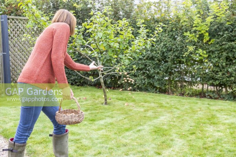 Woman scattering Crocus tommasinianus bulbs on lawn