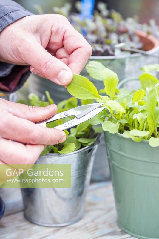 Woman using small metal snips to pick salad leaves