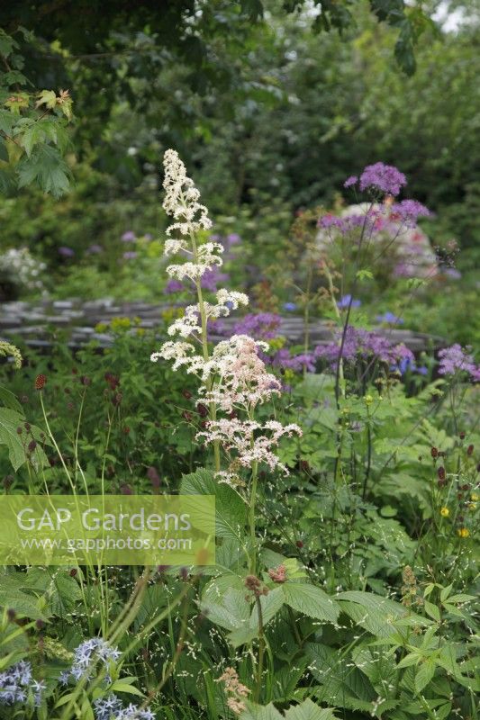 The clusters of flowers of Rodgersia podophylla 'Braunlaub' sway above the planting which includes Sanguisorba 'Lum' in the Horatio's Garden - Designer: Charlotte Harris and Hugo Bugg  -Sponsor: Project Giving Back -