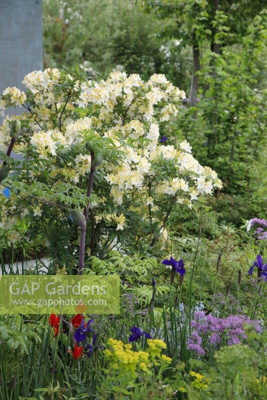 The planting in the National Brain Appeal's Rare Space Garden includes Angelica dahurica, Iris sibirica 'Caesar's Brother' and Azalea 'Daviesii' - Designer: Charlie Hawkes - Sponsr: Project Giving Back -