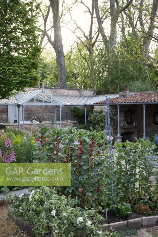 Crimson flowered broad beans growing in the vegetable garden in The Savills Garden - Designer: Mark Gregory - Sponsor: Savills -