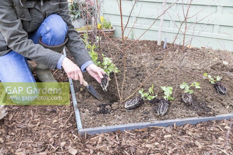 Woman planting Pea 'Purple Podded' seedlings