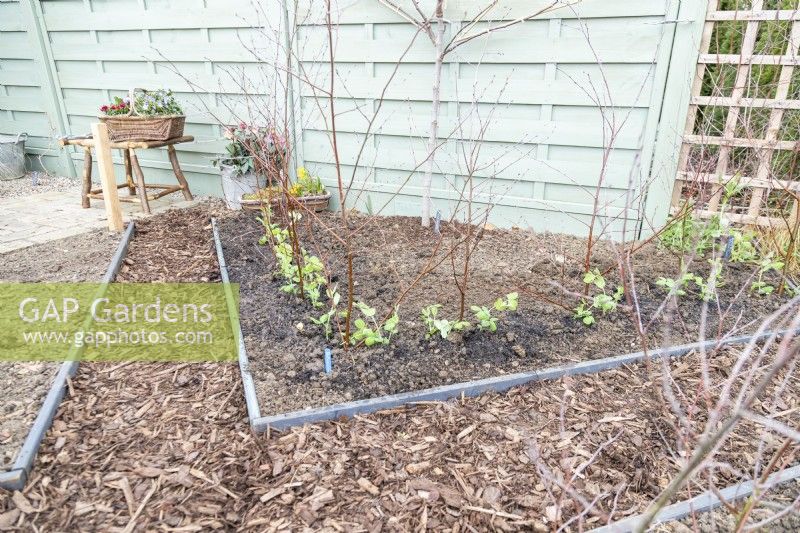 Pea 'Purple Podded' seedlings planted along path with birch sticks as supports