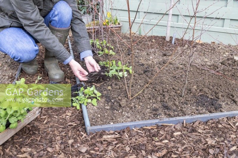 Woman preparing to plant Pea 'Purple Podded' seedlings