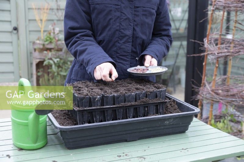 Woman sowing peas in the root trainers