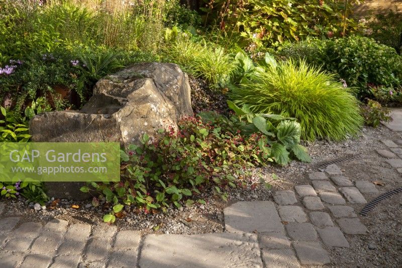 Reclaimed cobble and stone paving slabs and gravel for rainwater drainage - mixed perennial planting with Hakonechloa macra, Hydrangea quercifolia, Bergenia ciliata 'Wilton' and Persicaria 'Indian Summer' growing under a stone boulder