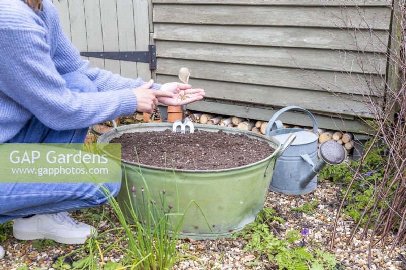 Woman tapping hand with seeds in to gently and evenly spread wildflower seeds across the top of the compost
