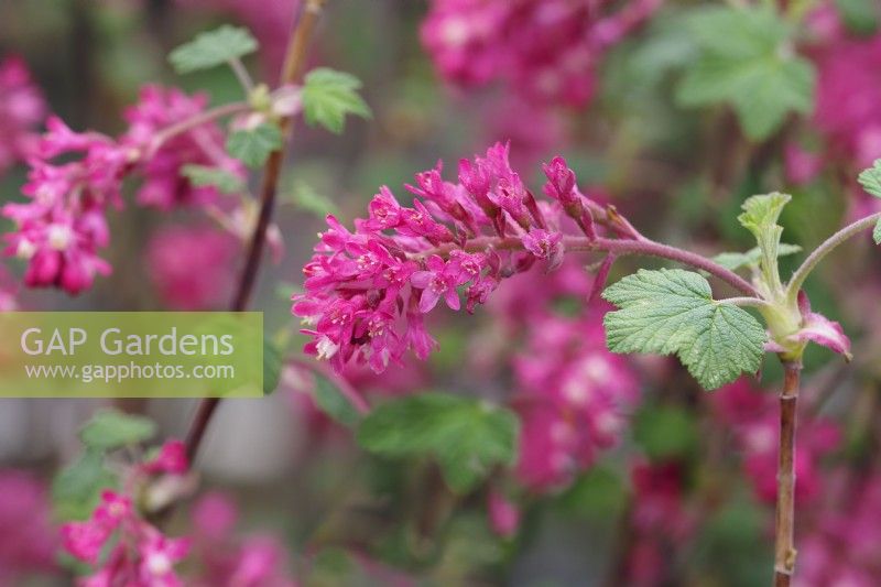 Ribes sanguineum 'Amore' - Flowering currant showing deep pink flowers in April