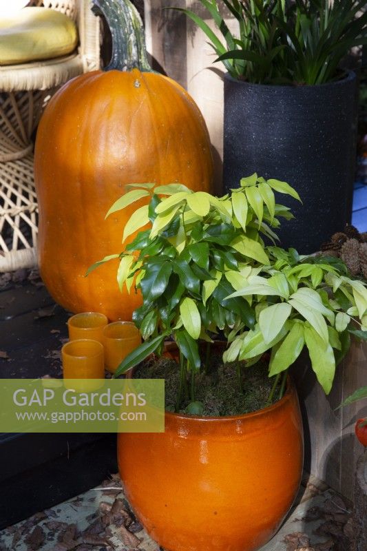 Autumn themed arrangement with pumpkin, orange candle holders and a houseplant in a ceramic plant pot