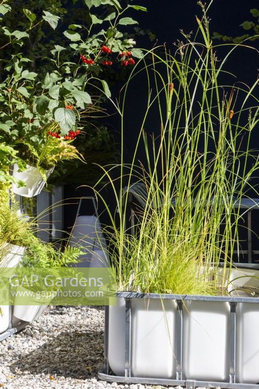 Repurposed upcycled industrial IBC -  intermediate bulk containers to create a modern contemporary pond sitting on a gravel surface patio with aquatic plants of Typha gracilis - Cat's Tail Bulrush, Cyperus longus and Carex riparia on The Pocket Forest Container Garden RHS Chelsea Flower Show September 2021